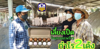 เกษตรกรนิวเจนฯ “น้องปาน” เลี้ยงเป็ดไก่ในสวนมะพร้าว ต่อยอดกิจการของพ่อแม่ ที่ อ.วัดเพลง จ.ราชบุรี