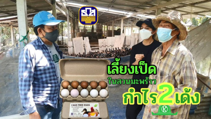 เกษตรกรนิวเจนฯ “น้องปาน” เลี้ยงเป็ดไก่ในสวนมะพร้าว ต่อยอดกิจการของพ่อแม่ ที่ อ.วัดเพลง จ.ราชบุรี