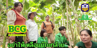 วิสาหกิจฯวัยหวานเพชรบุรี ใช้นวัตกรรมแปรรูปกล้วย “รากจรดใบ” ธ.ก.ส.หนุนธุรกิจชุมชนสร้างไทย