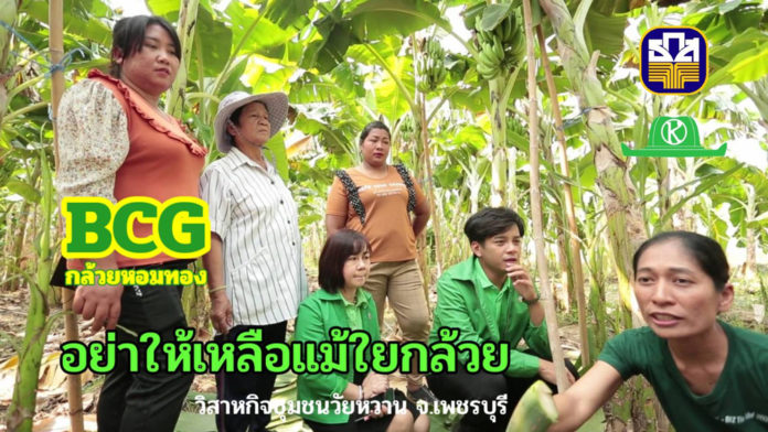 วิสาหกิจฯวัยหวานเพชรบุรี ใช้นวัตกรรมแปรรูปกล้วย “รากจรดใบ” ธ.ก.ส.หนุนธุรกิจชุมชนสร้างไทย