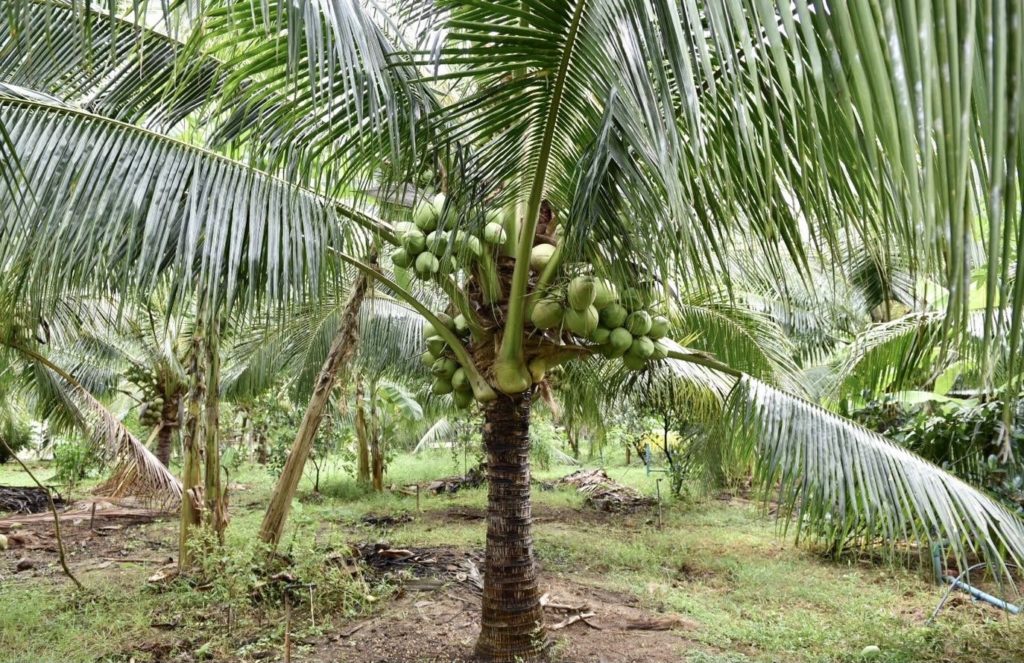 เตรียมผลักดัน GI “มะพร้าวนกคุ่ม” สินค้า Future Crop สร้างรายได้เกษตรกร จ.ประจวบคีรีขันธ์