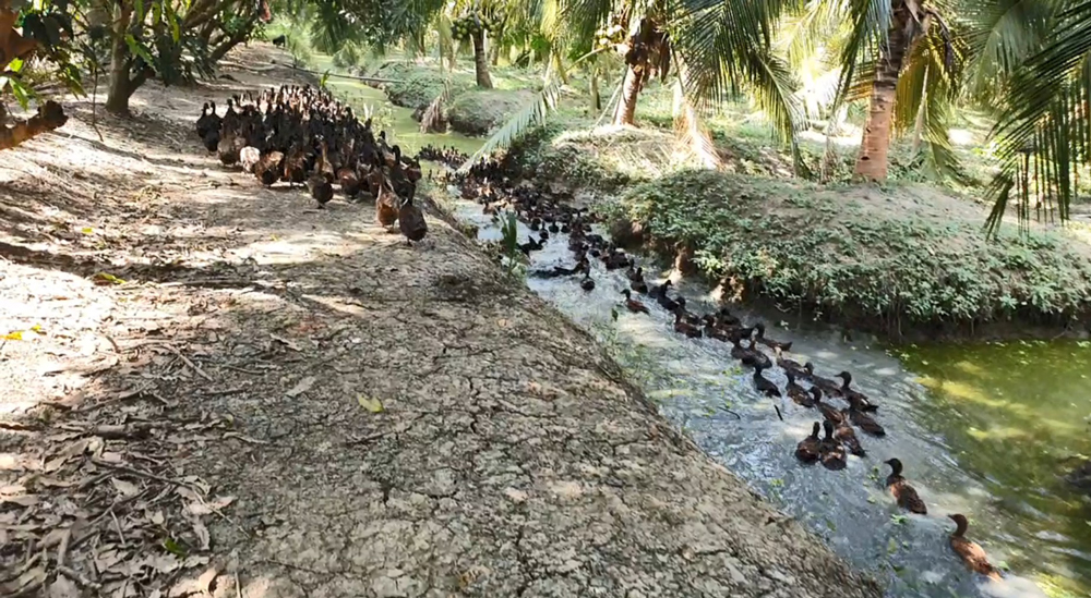 เกษตรกรนิวเจนฯ “น้องปาน” ต่อยอดกิจการเลี้ยงเป็ดในสวนมะพร้าว