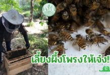 วิธีเลี้ยงผึ้งโพรงสำหรับมือใหม่ กรมส่งเสริมการเกษตรแนะ 3 ขั้นตอน และเก็บน้ำผึ้งให้ได้คุณภาพ