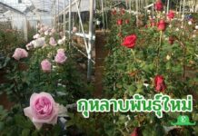 กุหลาบพันธุ์ใหม่ 3 พันธุ์...สู่งานส่งเสริมให้เกษตรกรบนพื้นที่สูง