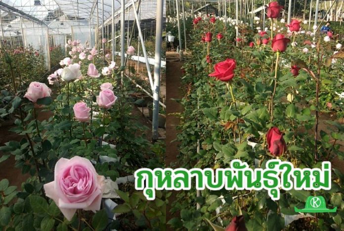 กุหลาบพันธุ์ใหม่ 3 พันธุ์...สู่งานส่งเสริมให้เกษตรกรบนพื้นที่สูง