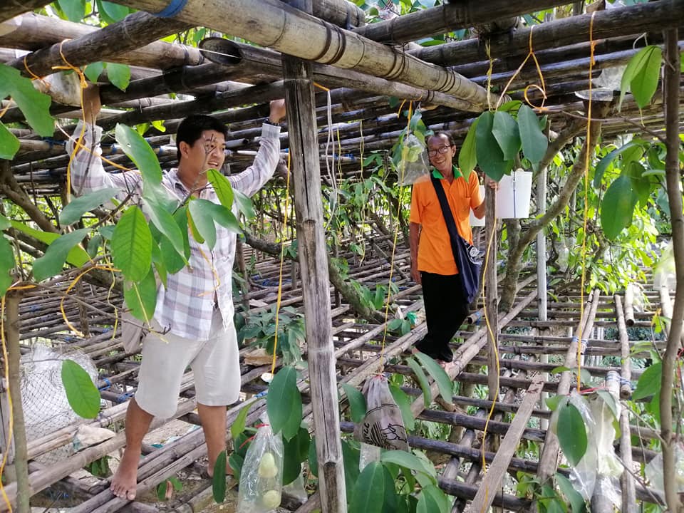 ชมพู่เกษตรกรไทยก้องโลก มีความหลากหลายสร้างมูลค่าเพิ่มได้อีกมาก ตัวอย่างมีให้เห็นแล้ว