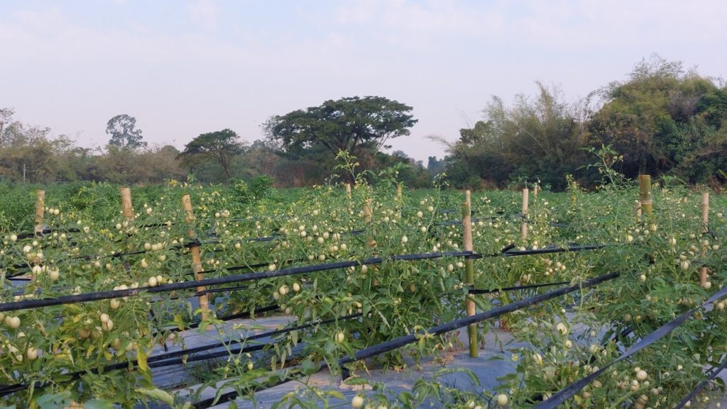ติดตั้งระบบเกษตรอัจฉริยะ (HandySense) ในแปลงเกษตรต้นแบบ 16 แห่งทั่วประเทศ