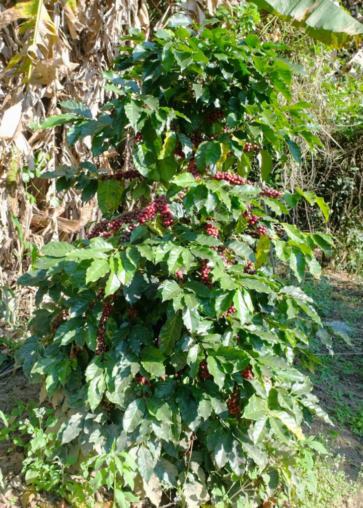 กาแฟอะราบิกา 2 พันธุ์ใหม่ กลิ่นรสสมุนไพรและคาราเมล เกษตรกรได้ปลูกปลายปี65