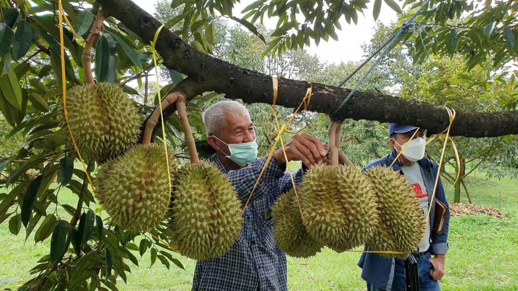 ผู้ว่าฯยกนิ้วให้ นโยบายทุเรียนพวงใหญ่ ลุงอี๊ดปราชญ์ทุเรียนตราดทำได้จริง (ชมคลิป)