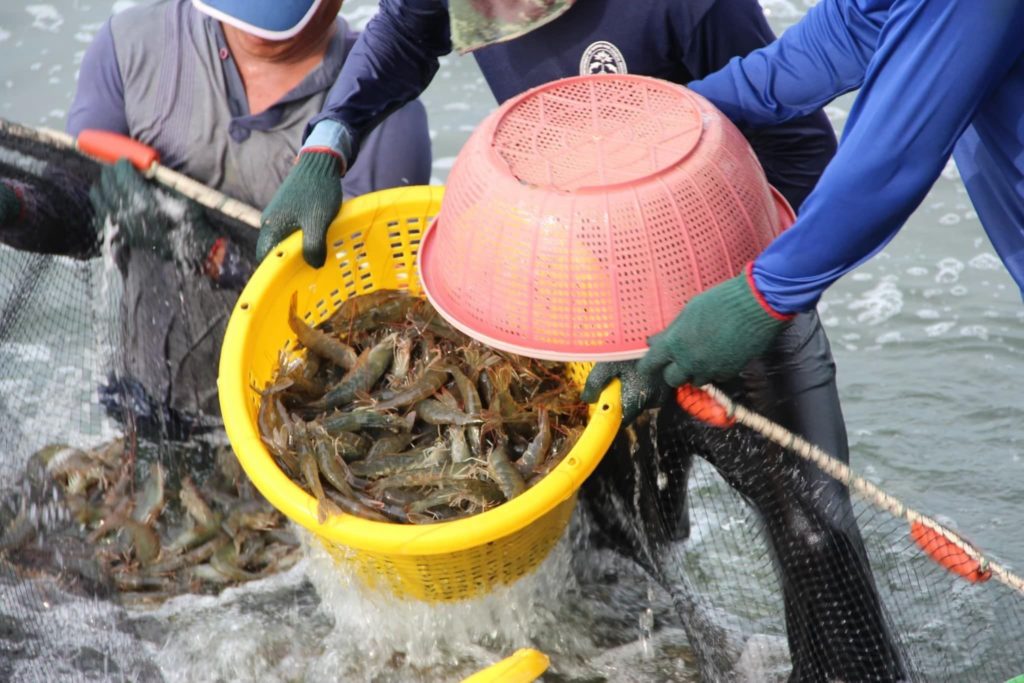 สงกรานต์นี้ เกษตรกรผู้เลี้ยงกุ้งทะเล…มีเฮ !! รมว.เกษตรฯ ชงเข้มดันครม.เคาะไฟเขียว ปลดล็อกเงื่อนไขการขอสินเชื่อสำเร็จ