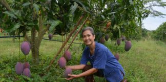 ผสมเกสร เออร์วิน-จินหวง ได้ “มะม่วงทับทิมทอง" ไม้ผลเด่นของสระแก้ว วช.ร่วมหนุนวิสาหกิจชุมชนลุยเต็มพิกัด