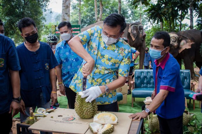 นายชำนาญวิทย์ เตรัตน์ ผู้ว่าราชการจังหวัดตราด โชว์ปอกทุเรียนชะนีเกาะช้าง