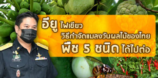 ข่าวดี! อียูไฟเขียววิธีกำจัดแมลงวันผลไม้ของไทย พืช 5 ชนิดได้ไปต่อ
