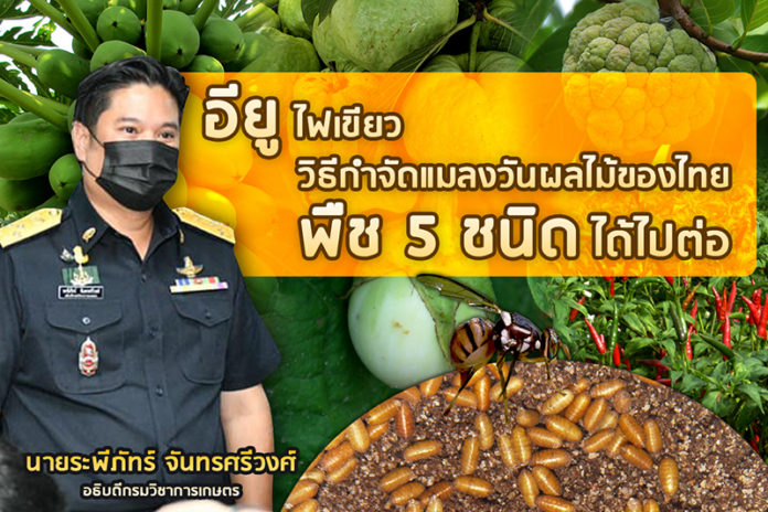 ข่าวดี! อียูไฟเขียววิธีกำจัดแมลงวันผลไม้ของไทย พืช 5 ชนิดได้ไปต่อ