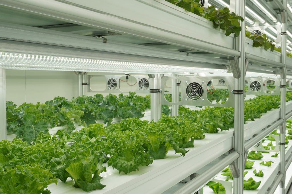 รู้จัก “FlexiFarm” ต้นแบบ “ฟาร์มสำเร็จ” กับโมเดลธุรกิจคอนเทนเนอร์ฟาร์ม นวัตกรรมการปลูกผักสดเพื่อคนไทย