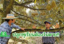 หมอทุเรียนเมืองจันท์ "อาจารย์ดนัย อังศุสิงห์" แนะปลูกทุเรียนไม่ตาย เพราะโรคแมลง..ชีวภัณฑ์ช่วยได้