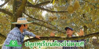 หมอทุเรียนเมืองจันท์ "อาจารย์ดนัย อังศุสิงห์" แนะปลูกทุเรียนไม่ตาย เพราะโรคแมลง..ชีวภัณฑ์ช่วยได้