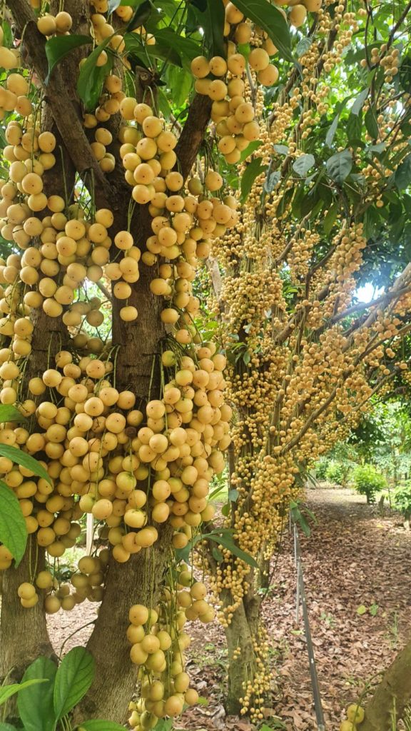 ชิมฟรีไม่อั้น!! มะไฟหวานทองสยาม “สวนบุญบันดาล” ปากช่อง..ดกอร่อยสุดๆ