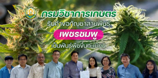 กัญชาสายพันธุ์ “เพชรชมพู”จ่อได้รับรองเป็นพันธุ์พืชขึ้นทะเบียน