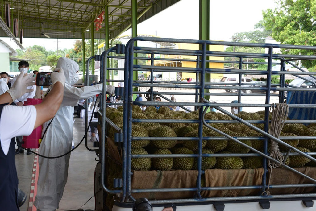 ปลื้ม! ส่งออกทุเรียนทะลุเป้า 4 เดือนกว่าเกิน 5 หมื่นล้านบาท จีนชื่นชมกรมวิชาการเกษตรคุมเข้มมาตรการ GMP Plus