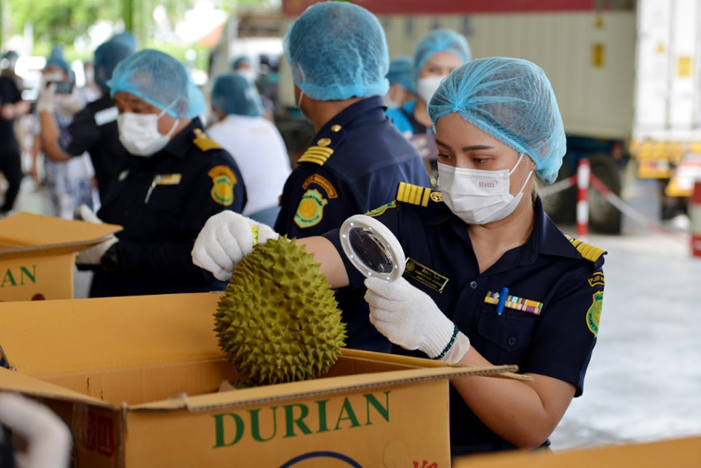 ปลื้ม! ส่งออกทุเรียนทะลุเป้า 4 เดือนกว่าเกิน 5 หมื่นล้านบาท จีนชื่นชมกรมวิชาการเกษตรคุมเข้มมาตรการ GMP Plus