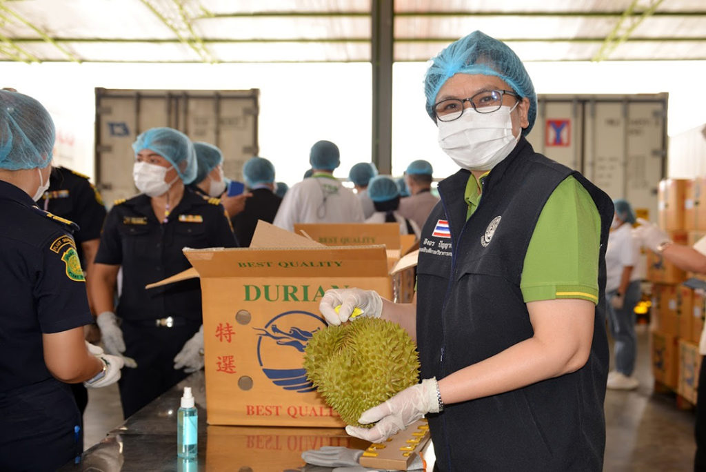 ปลื้ม! ส่งออกทุเรียนทะลุเป้า 4 เดือนกว่าเกิน 5 หมื่นล้านบาท จีนชื่นชมกรมวิชาการเกษตรคุมเข้มมาตรการ GMP Plus