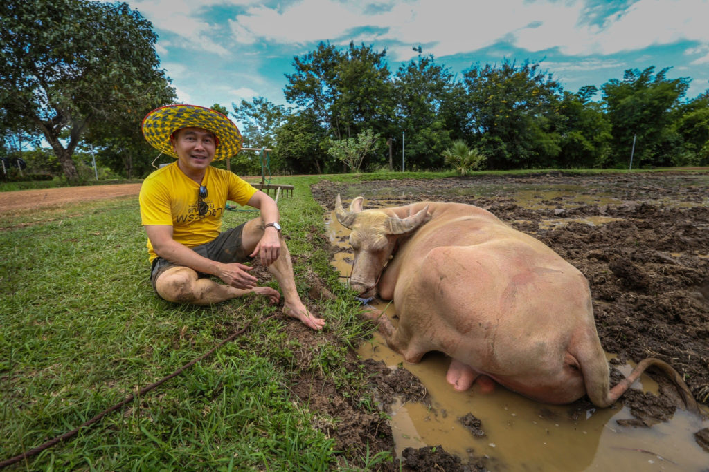 อนุรักษ์กระบือไทย ไม่ให้สูญพันธุ์ “ทิพยสืบสาน รักษา ต่อยอด นวัตกรรมศาสตร์พระราชา ครั้งที่ 18”