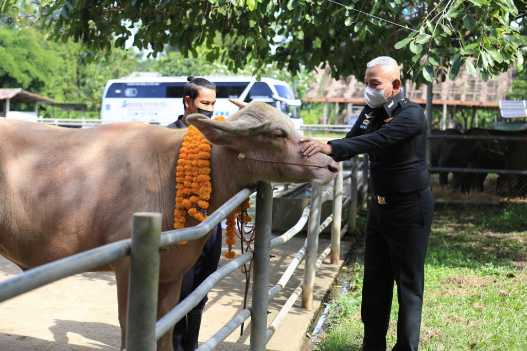 อนุรักษ์กระบือไทย ไม่ให้สูญพันธุ์ “ทิพยสืบสาน รักษา ต่อยอด นวัตกรรมศาสตร์พระราชา ครั้งที่ 18”