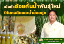 สุดยอดอ้อยคั้นน้ำพันธุ์ใหม่วิจัย 17 ปี “กวก. สุพรรณบุรี 1”