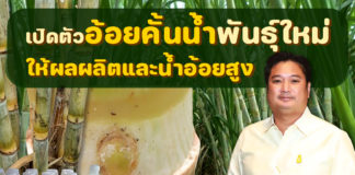 สุดยอดอ้อยคั้นน้ำพันธุ์ใหม่วิจัย 17 ปี “กวก. สุพรรณบุรี 1”