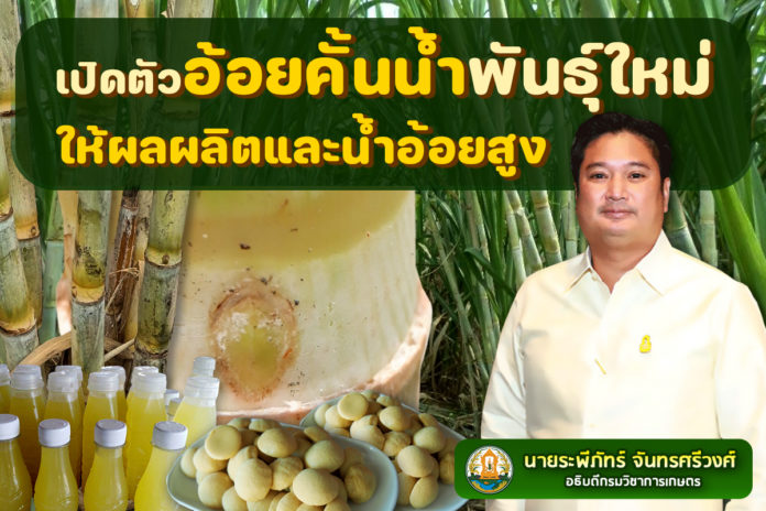 สุดยอดอ้อยคั้นน้ำพันธุ์ใหม่วิจัย 17 ปี “กวก. สุพรรณบุรี 1”