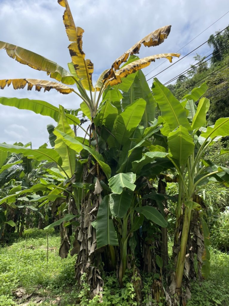 เตือนภัยเกษตรกรเฝ้าระวัง โรคตายพรายหรือโรคเหี่ยว ระบาดในกล้วย