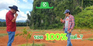 แวะไปดูทุเรียนปลูกใหม่ 100 ไร่ กลางขุนเขากระบี่ ปลูกให้รอด 100% วางแผนจัดการอย่างไร?