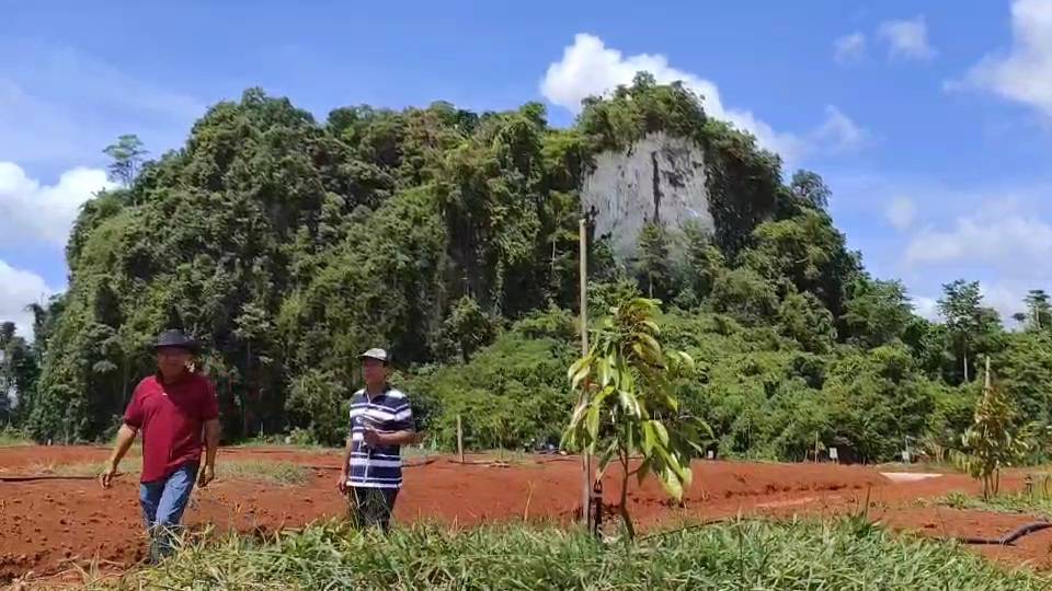 แวะไปดูทุเรียนปลูกใหม่ 100 ไร่ กลางขุนเขากระบี่