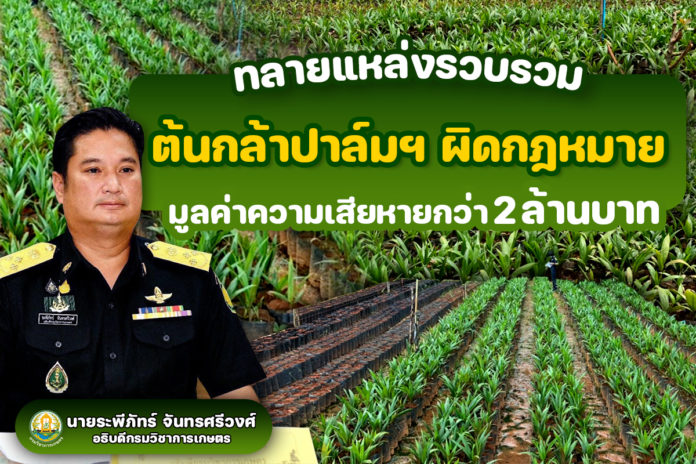 สั่งลุยแหล่งรวบรวมต้นกล้าปาล์มน้ำมันผิดกฎหมายกว่า 4 หมื่นต้น