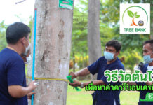 ธนาคารต้นไม้ tree bank บ้านเขานาใน สาธิตวิธีวัดและประเมินมูลค่าต้นไม้ ให้ได้เงินคาร์บอนเครดิต 144,900 บาท