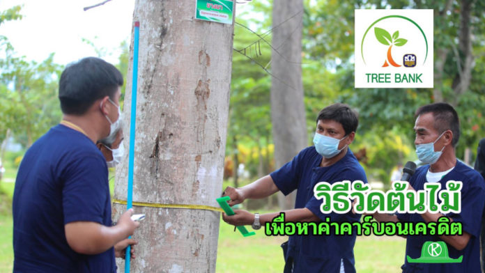 ธนาคารต้นไม้ tree bank บ้านเขานาใน สาธิตวิธีวัดและประเมินมูลค่าต้นไม้ ให้ได้เงินคาร์บอนเครดิต 144,900 บาท