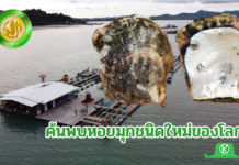 มหาวิทยาลัยเกษตรศาสตร์ “ทีมวิจัยไทย-จีน” ค้นพบหอยมุกชนิดใหม่ของโลก จากทะเลภูเก็ต เตรียมผลักดันขึ้นทะเบียนเป็นสิ่งบ่งชี้ทางภูมิศาสตร์ หรือ สินค้า GI ของจังหวัดภูเก็ต