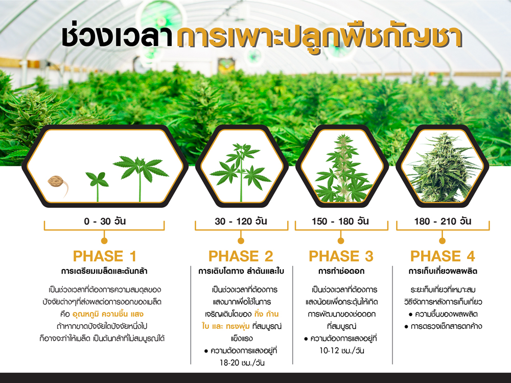 ปลูกกัญชาทางการแพทย์ ควบคุมคุณภาพผลิตผลได้ ด้วยระบบโรงเรือนอัจฉริยะ “ฟาร์มอินโน (ไทยแลนด์)”