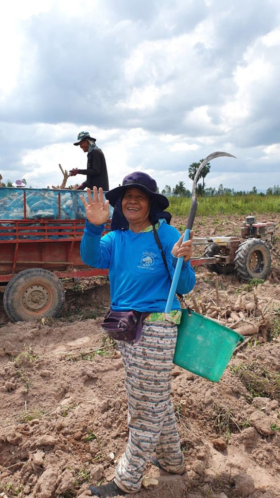 กรมส่งเสริมการเกษตร เตรียมแจกท่อนพันธุ์มันสำปะหลัง ช่วยเกษตรกรโรคใบด่าง-น้ำท่วมซ้ำ