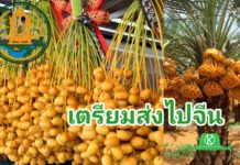 กรมวิชาการเกษตร เตรียมเปิดตลาดดัน อินทผลัม เสาวรส สละ สนใบพาย ไปจีน