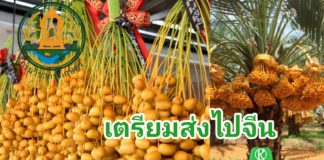 กรมวิชาการเกษตร เตรียมเปิดตลาดดัน อินทผลัม เสาวรส สละ สนใบพาย ไปจีน