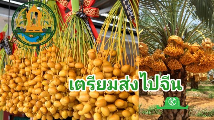 กรมวิชาการเกษตร เตรียมเปิดตลาดดัน อินทผลัม เสาวรส สละ สนใบพาย ไปจีน