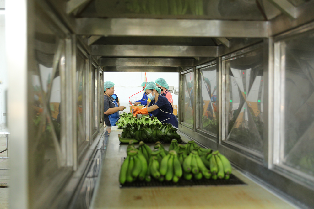 ปลูกกล้วยหอมส่งญี่ปุ่น-เกษตรกรอุบลทำได้ ธ.ก.ส.พร้อมหนุน “ธุรกิจชุมชนสร้างไทย”