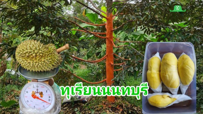 ทุเรียนนนทบุรีจะกลับมาอีกครั้งบนความท้าทาย?? เกษตรกรรุ่นใหม่ทุ่มเทสุดหัวใจ