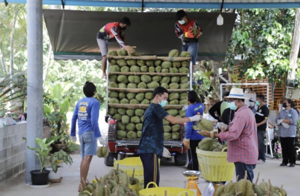 “เฉลิมชัย” สั่งการด่วน ลงดาบกำจัดขบวนการทุเรียนอ่อน 