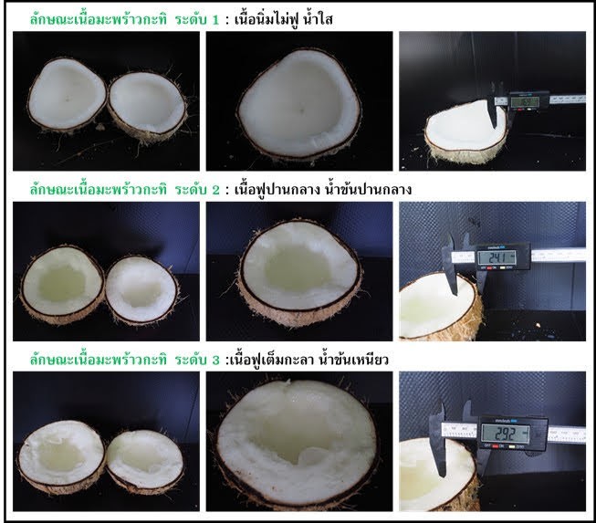 กรมวิชาการเกษตรเปิดตัวมะพร้าวกะทิน้ำหอมพันธุ์แท้ทางเลือกใหม่