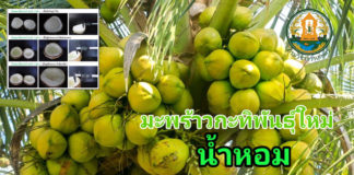 กรมวิชาการเกษตร เปิดตัวมะพร้าวกะทิน้ำหอมพันธุ์ใหม่ สร้างรายได้แสนบาทต่อไร่