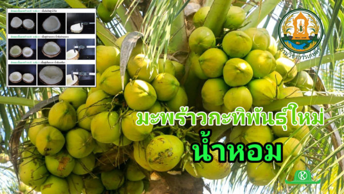 กรมวิชาการเกษตร เปิดตัวมะพร้าวกะทิน้ำหอมพันธุ์ใหม่ สร้างรายได้แสนบาทต่อไร่