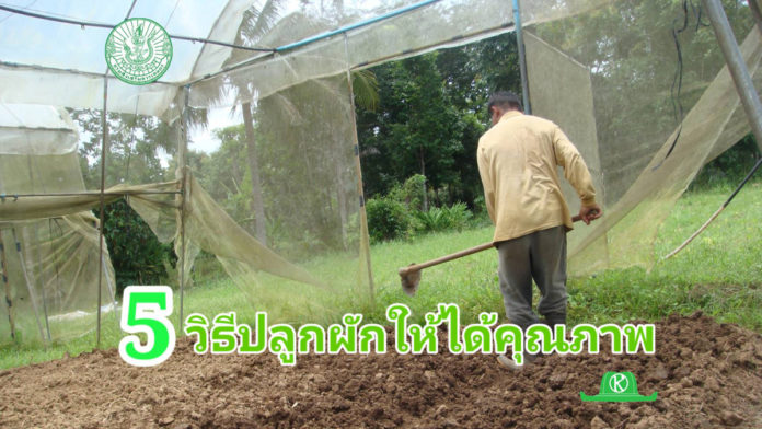 กรมส่งเสริมการเกษตร แนะ 5 วิธีจัดการแปลงปลูกผักให้ได้คุณภาพตรงตามตลาดต้องการ